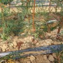 블루엔젤 하우스 이미지