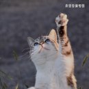 효원동물병원 이미지