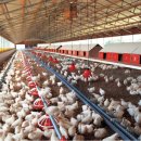 신일농장 이미지