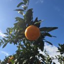 사랑농장 | 제주도 여행 선물 제주 노지 감귤 농장 직송 더유스 감귤 내돈내산 후기