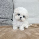 인천강아지분양 판도라독 가정분양 | 인천 강아지분양 헬스독 인천김포점