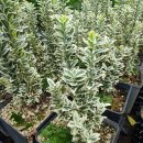 양지리 농장 이미지