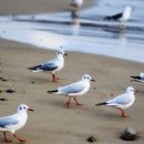 갈매기꿈 이미지