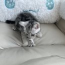 수원고양이분양 도레미캣 이미지