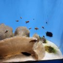 유한회사 지엠렌터카 | 오키나와 "츄라우미 수족관" 티켓예약 / 푸드트럭,고래상어,돌고래,매너티,만타가오리,주차