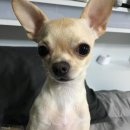 나누리펫 이미지