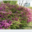 이촌근린공원 이미지