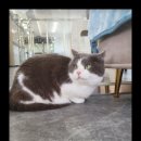 컴투펫 위탁보호센터 인천점 이미지