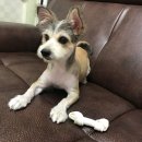 고병기동물병원 이미지