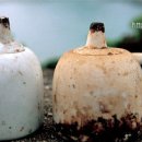 쪽섬목장 이미지