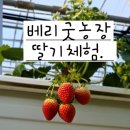 전남 벌교 딸기체험 베리굿농장 딸기따기체험