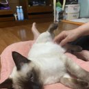 샴수리