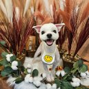 지지묭 | 천안 애견미용 두정동 애견미용 지지묭