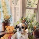 우주펫살롱 이미지