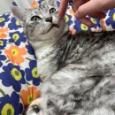 숲냥숲냥 이미지