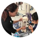 Grooming pet(그루밍펫) 이미지