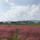 구산-019 | 공주 유구천 핑크뮬리 단지 방문 후기, 가을 대전 근교 드라이브 추천!