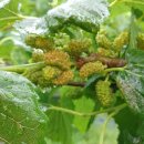 훈장님팜 이미지