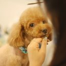 다다다펫그루밍 이미지