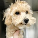 푸우동물병원 이미지