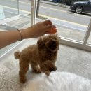 푸앤숑 이미지