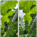 용리농장 이미지