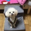 개바라기 | 풍암동 개바라기 토이푸들 곰돌이컷 미용 후기