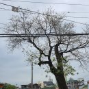 회나무염소식당 네이버블로그