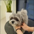 대구애견미용 모여라솜뭉치 | 대구애견미용 강아지들 스트레스 없었던 후기 대구애견미용 강아지호텔 모여라솜뭉치