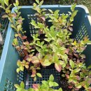 블루베리 묘목3주 나눔ㅡ완료 이미지