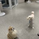 도그 팰리스 이미지