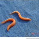 황금통발