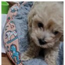 아이러브독 강아지분양 부천점 이미지