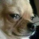 The 해준스테이 | <스트레이 키즈 : 더 도미네이트 익스피리언스> 후기