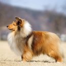 골든베릴셀티 이미지