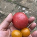 어연점기아오토큐