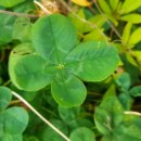 네잎클로버 이미지