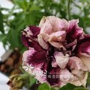 (주)하나마이 이미지