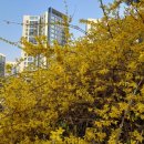 개나리공원 농구장 이미지