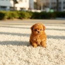 아이비 동물병원 | 강아지가 직접 묻습니다: 입양 전 '이것' 준비하셨나요? (필수 용품, 서류 총정리)