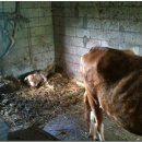 송아지집 이미지