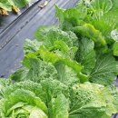 지리산 산뜨락 이미지