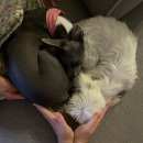 하운드민박 이미지