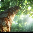 고무나무 (Rubber Tree)