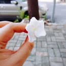 호치민일상, 어느덧 6월첫째주 호치민펜도일상~