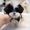 타이니퍼피 강아지분양 고양이분양 서울송파 이미지