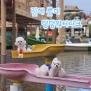 댕댕놀이터 | 김해 롯데워터파크 댕댕워터파크