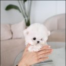 퍼피트렌드 이미지