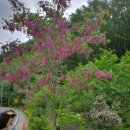 아카시아집 민박 이미지