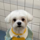 도기그루밍 이미지